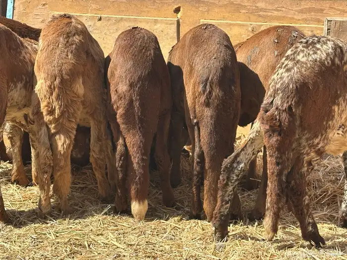 سواكنيات ورفيديات عمر 4 شهور مرابي 5