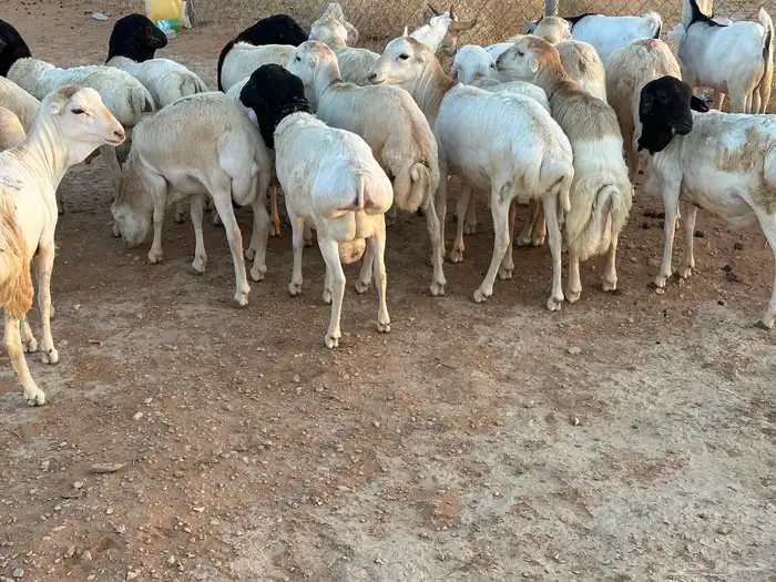 سواكنيات ورفيديات عمر 4 شهور مرابي 83