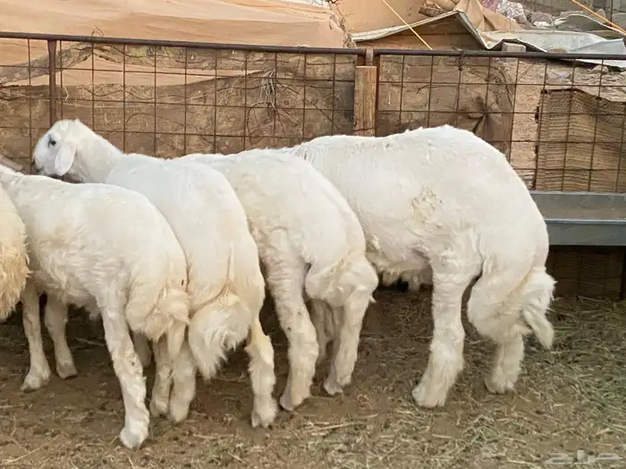 ذبايح نعيم   تابي و تمارا 7