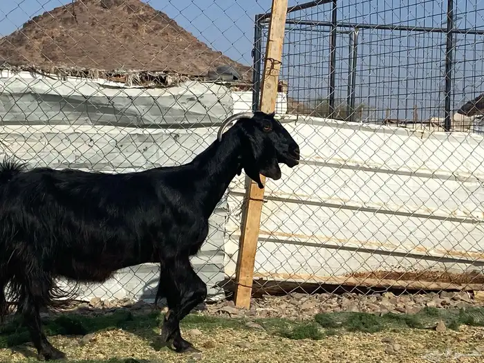 عنز حبشيه دافع 5