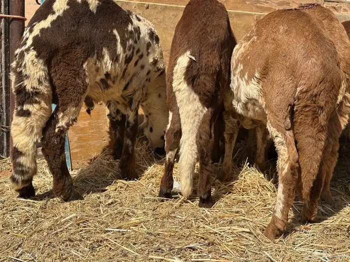 سواكنيات ورفيديات عمر 4 شهور مرابي 24