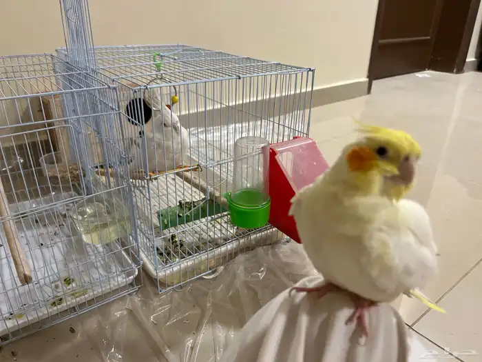 كروان للبيع 0