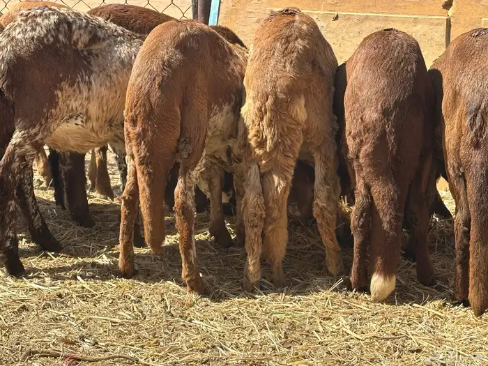 سواكنيات ورفيديات عمر 4 شهور مرابي 1