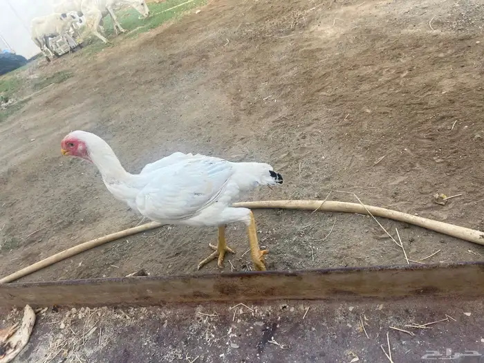 دجاجه فارسي 1