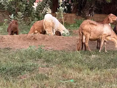 فحل سواكني ابيض درماني ثني index