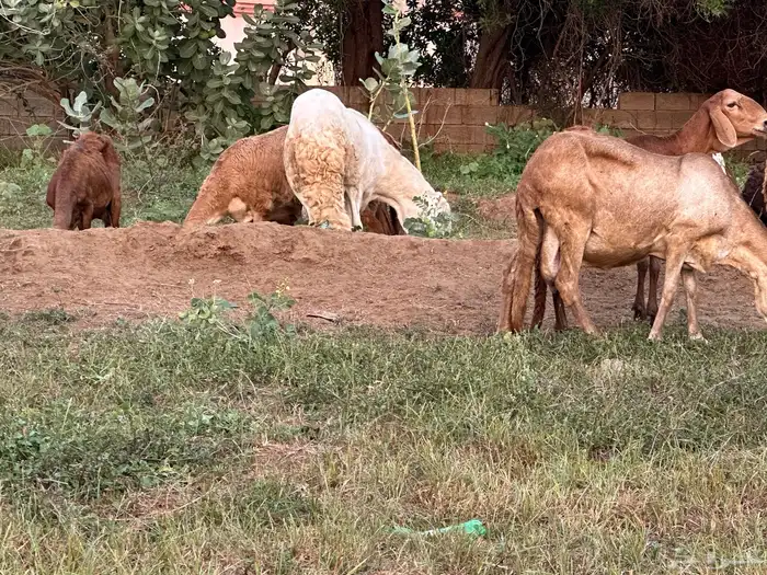 فحل سواكني ابيض درماني ثني 5