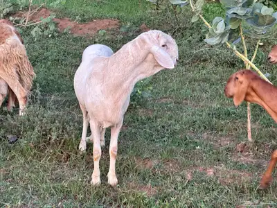 فحل سواكني ابيض درماني ثني index