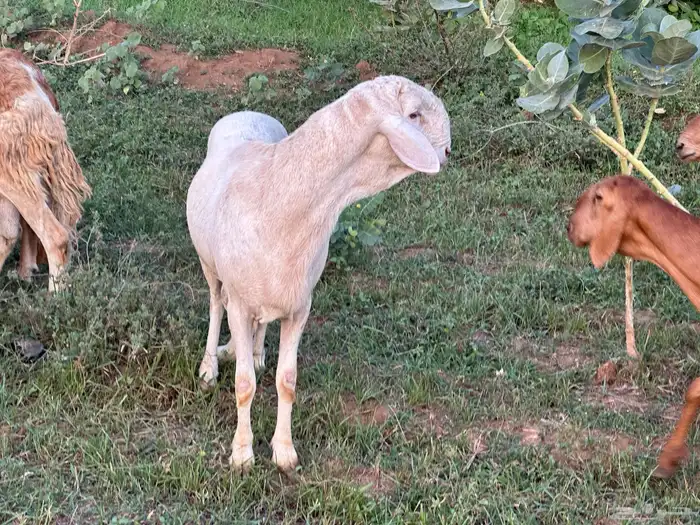 فحل سواكني ابيض درماني ثني 8