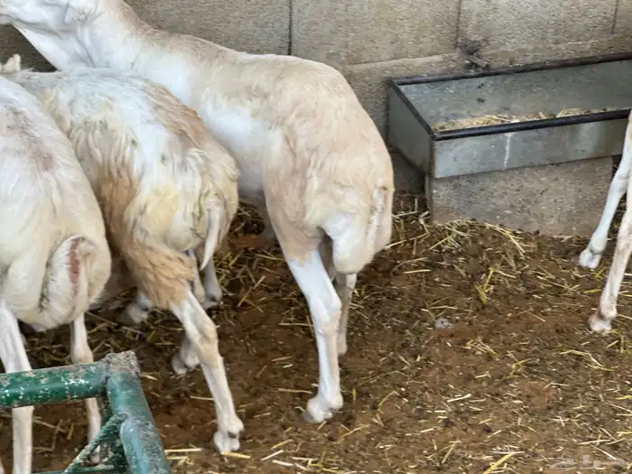 سواكنيات ورفيديات عمر 4 شهور مرابي 97