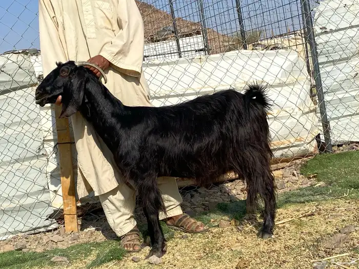 عنز حبشيه دافع 6