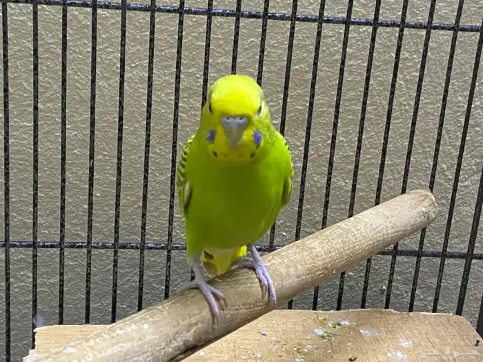 للبيع ثلاث ببغاء بادجي 2