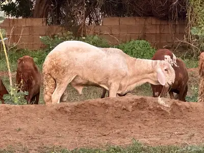 فحل سواكني ابيض درماني ثني index