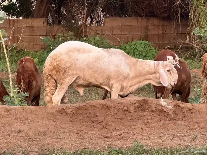 فحل سواكني ابيض درماني ثني 4