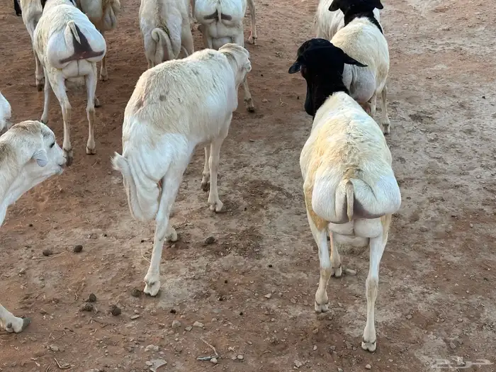 سواكنيات ورفيديات عمر 4 شهور مرابي 81