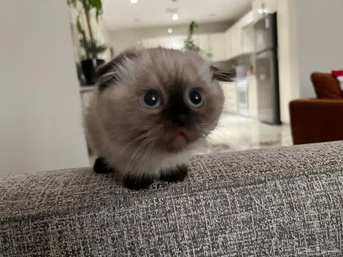 قطوة همالايا سكوتش اصلي انثى انثى 9