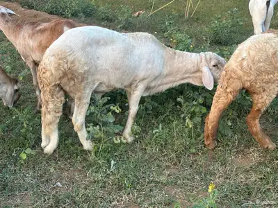 فحل سواكني ابيض درماني ثني index