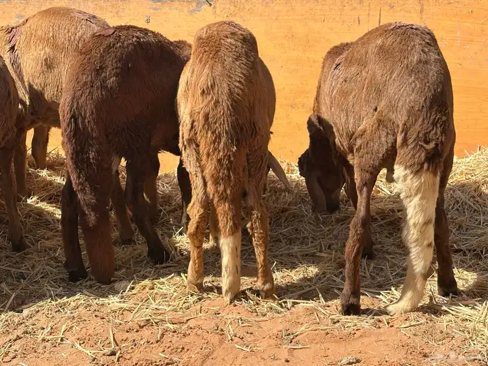 سواكنيات ورفيديات عمر 4 شهور مرابي 29