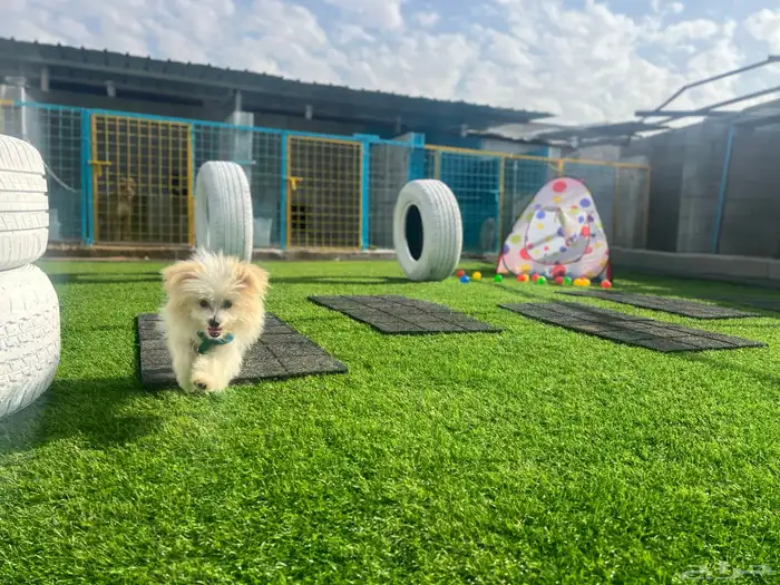 فندقة كلاب شمال جده 5