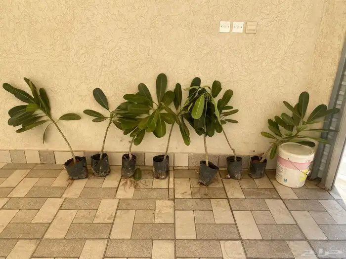 شتلات ياسمين هندي ورد أبيض 0