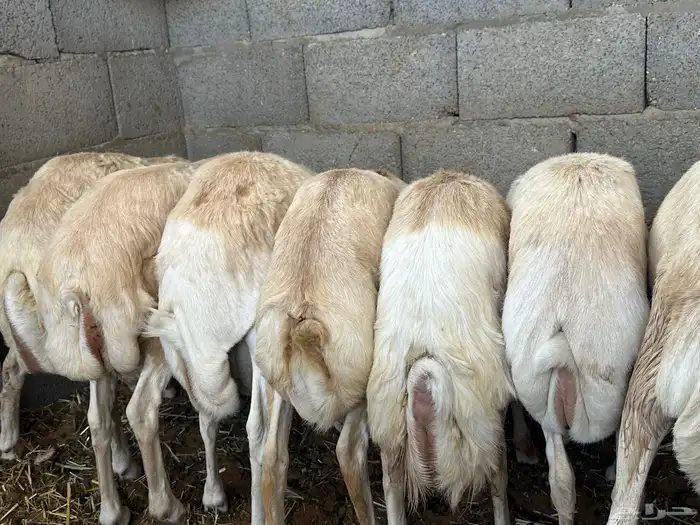 سواكنيات ورفيديات عمر 4 شهور مرابي 86