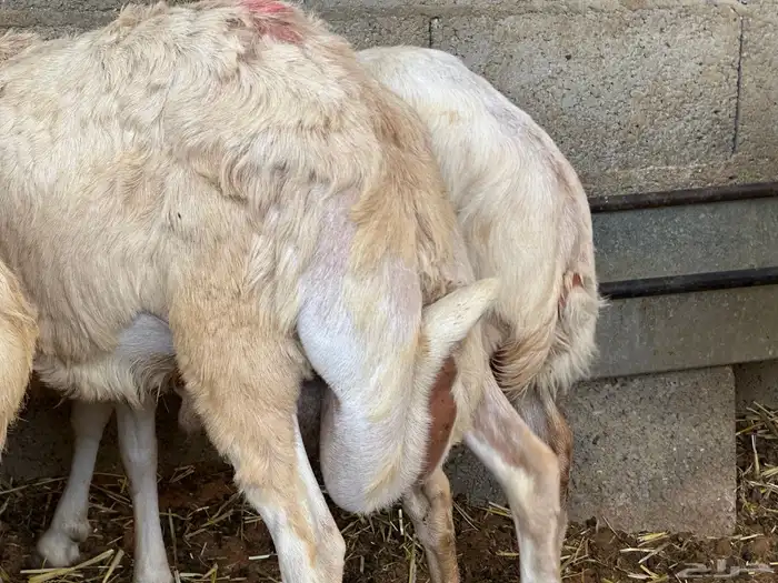 سواكنيات ورفيديات عمر 4 شهور مرابي 87