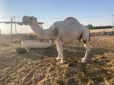 بعير باتلي 0