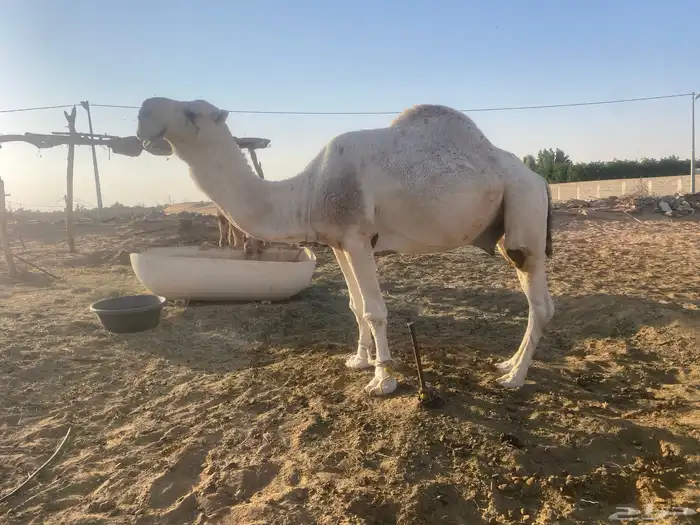 بعير باتلي 0