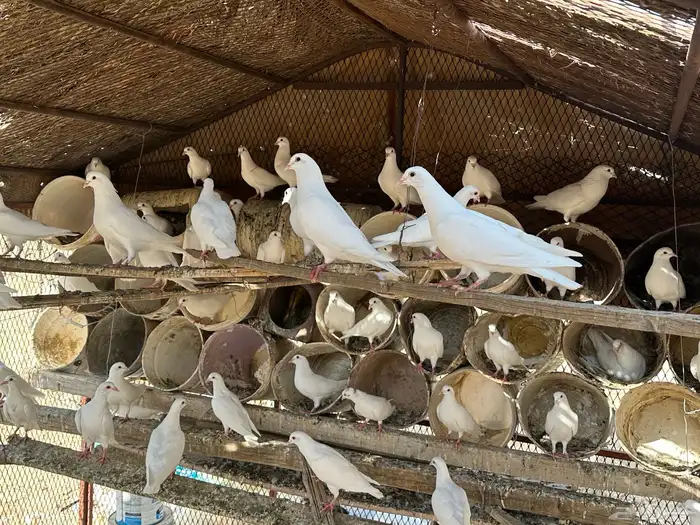 حمام فرنسي للبيع 6