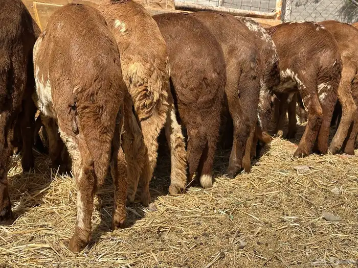 سواكنيات ورفيديات عمر 4 شهور مرابي 28