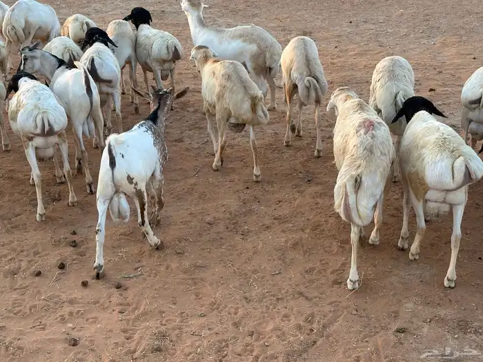 سواكنيات ورفيديات عمر 4 شهور مرابي 74