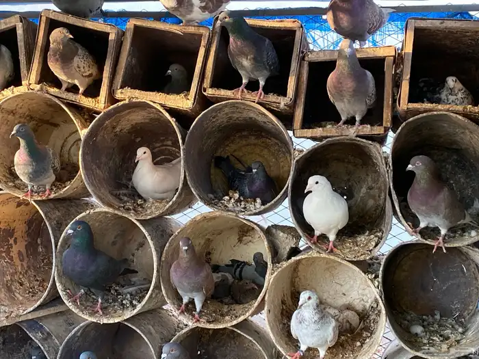 حمام مشكل فاخر سوبر جانبو 2