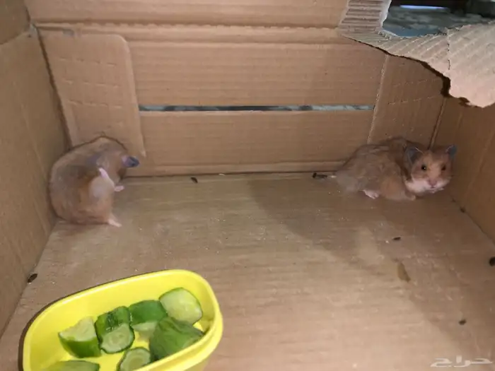 هامستر للبيع 0