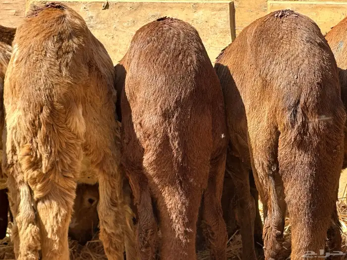 سواكنيات ورفيديات عمر 4 شهور مرابي 7