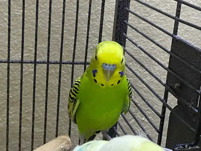 للبيع ثلاث ببغاء بادجي 0