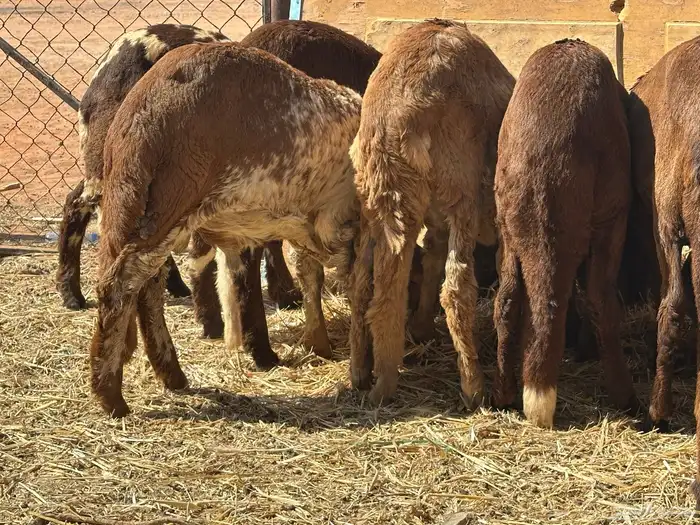 سواكنيات ورفيديات عمر 4 شهور مرابي 15