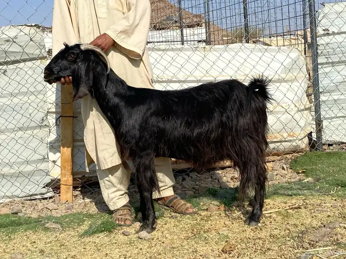 عنز حبشيه دافع 0