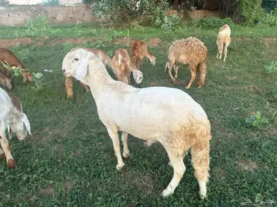 فحل سواكني ابيض درماني ثني index