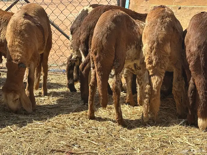 سواكنيات ورفيديات عمر 4 شهور مرابي 2