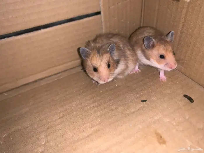 هامستر للبيع 1