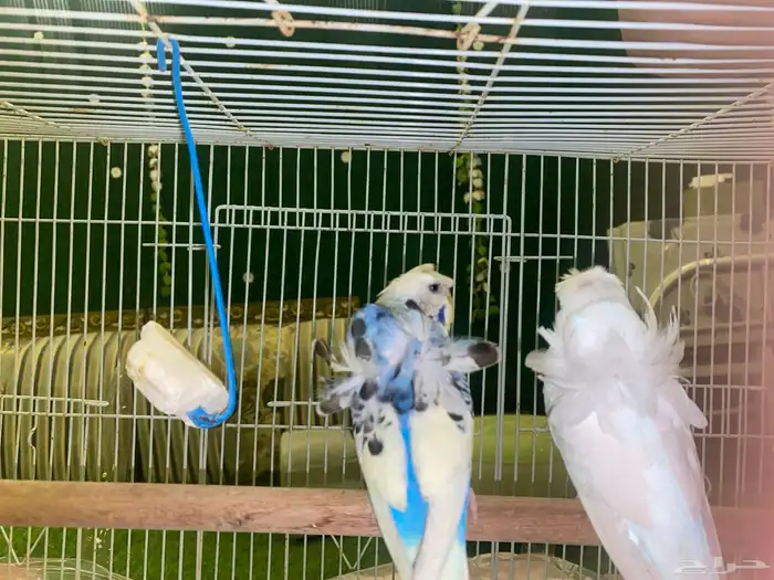 3 ازواج بادجي منتجه 4