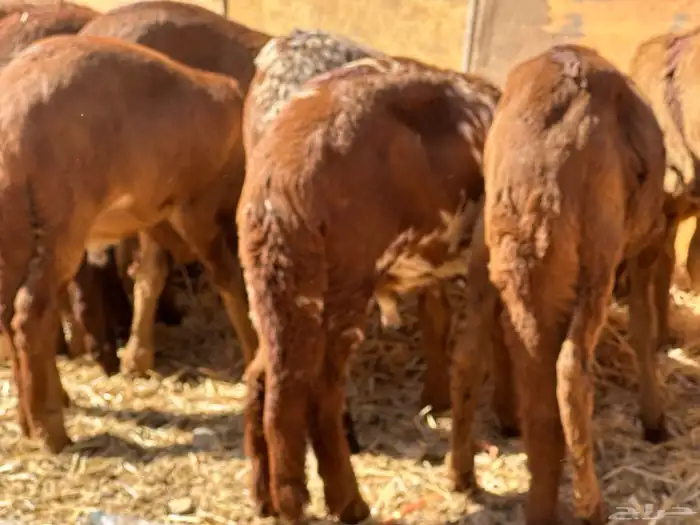 سواكنيات ورفيديات عمر 4 شهور مرابي 33