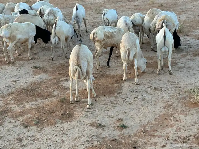 سواكنيات ورفيديات عمر 4 شهور مرابي 78