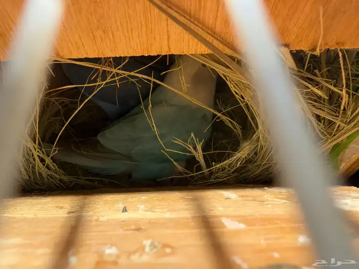 لبيع جوزين روز 4