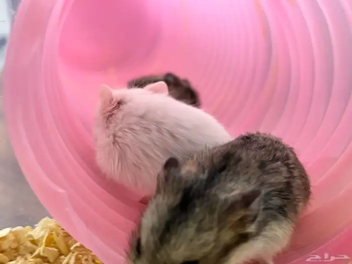 هامستر سوري للبيع 2