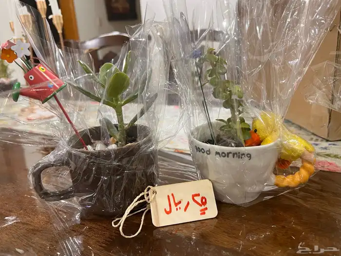 نباتات دمعة الطفل و اليشم 1