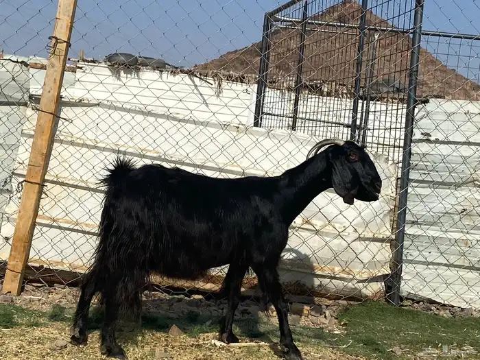 عنز حبشيه دافع 3