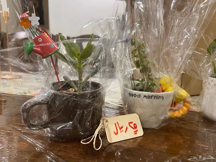 نباتات دمعة الطفل و اليشم 2