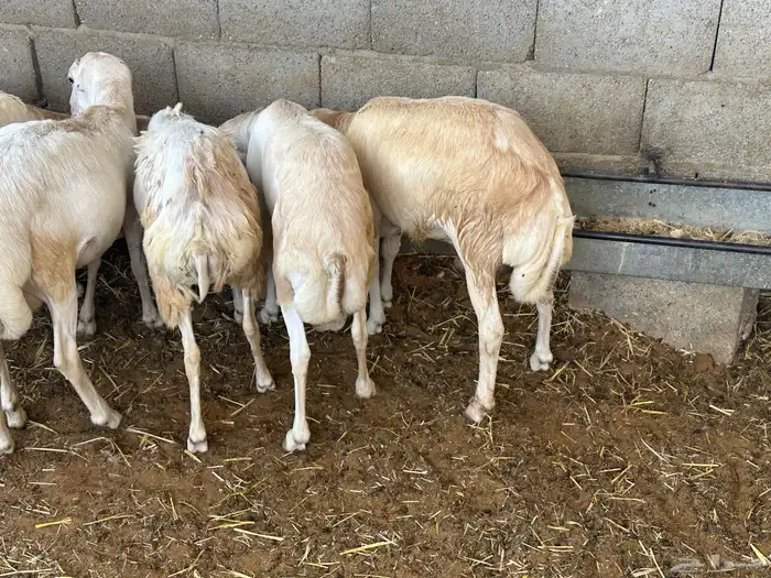 سواكنيات ورفيديات عمر 4 شهور مرابي 95