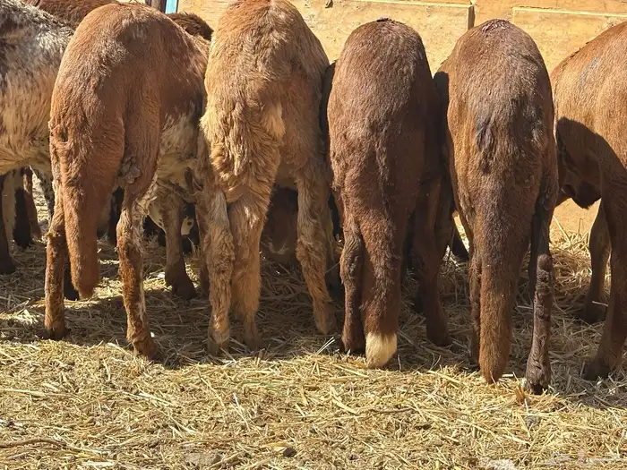 سواكنيات ورفيديات عمر 4 شهور مرابي 0