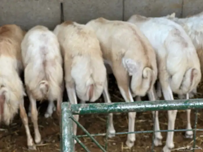 رفيديات وبرابر مرابي طب وتخير 81